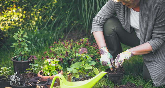 The Therapeutic Benefits of Gardening as a Hobby